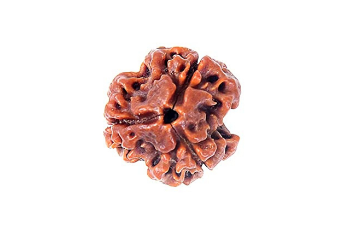  3 Mukhi Rudraksha 