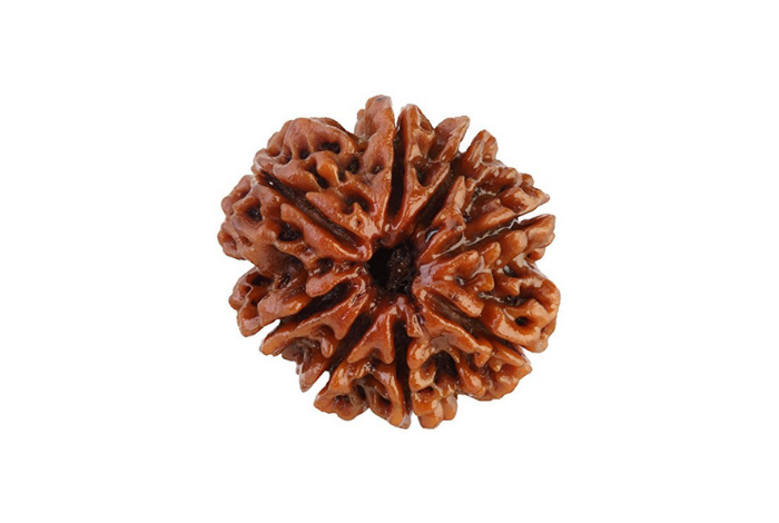  8 Mukhi Rudraksha