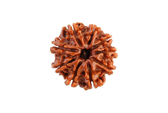  9 Mukhi Rudraksha