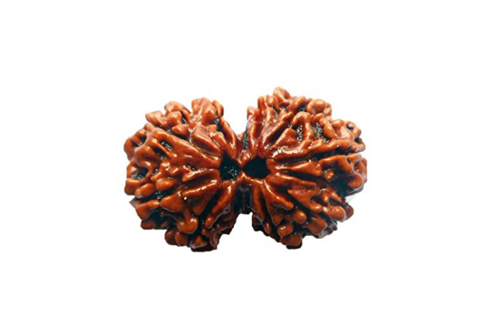 Gauri Shankar Rudraksha 